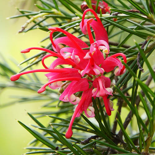 Grevillea Grevillea